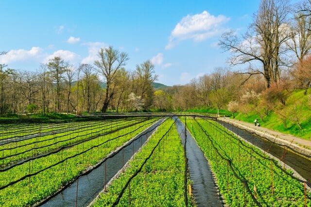 wasabi farm nagano