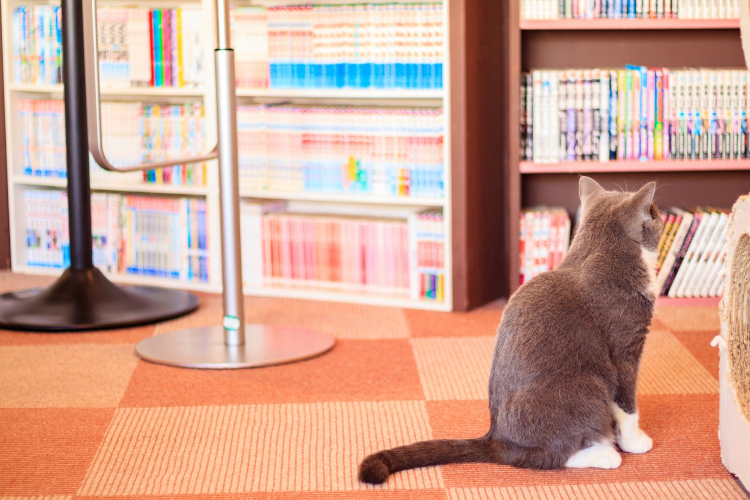 5 Best Animal Cafes with Cute Animals in Kyoto | Japan Wonder Travel Blog