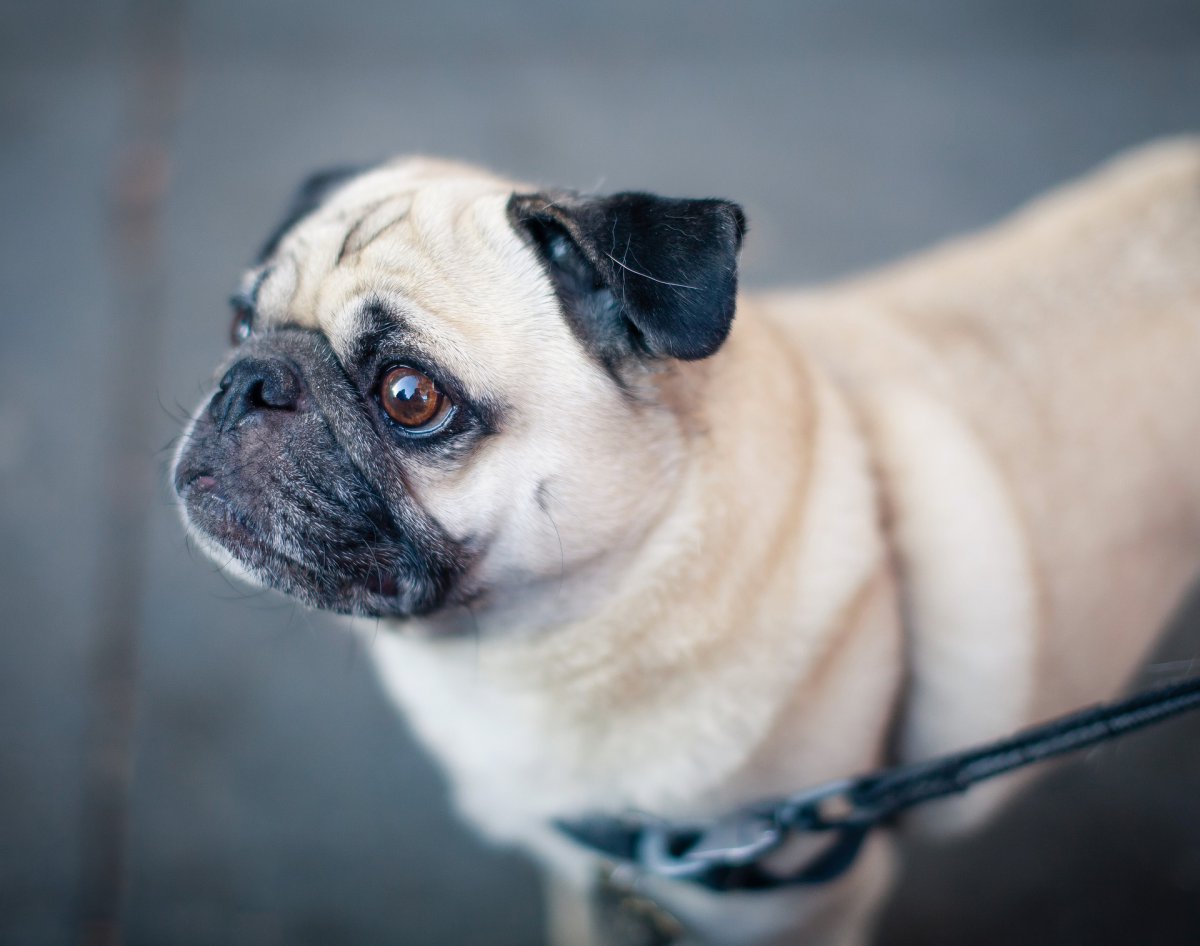 5 Best Animal Cafes With Cute Animals In Kyoto