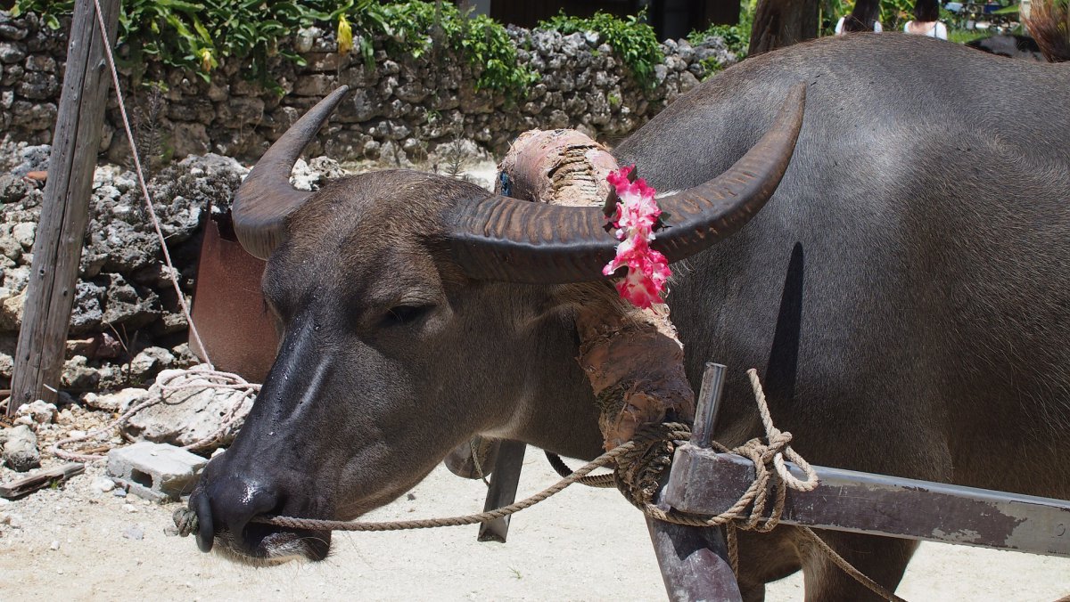 Water buffalo Okinawa