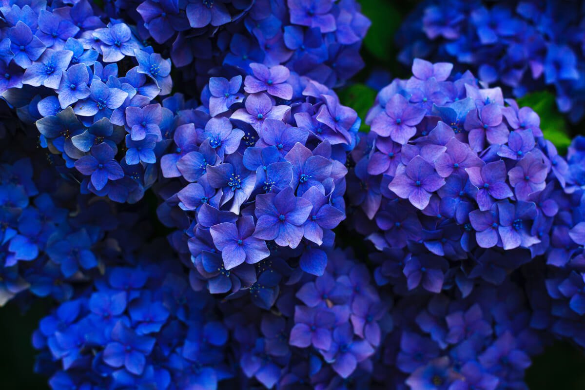 Hydrangeas