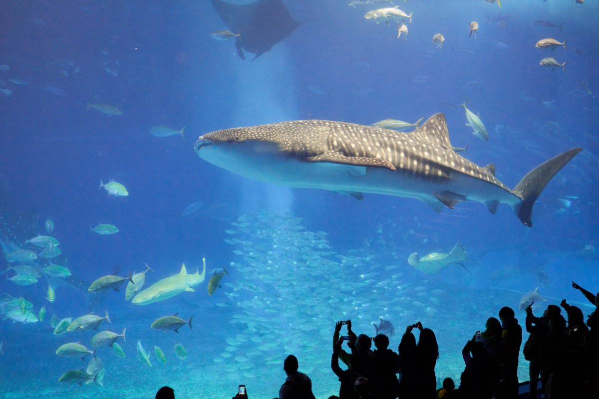 Okinawa aquarium shark