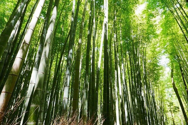 Bamboo-forest