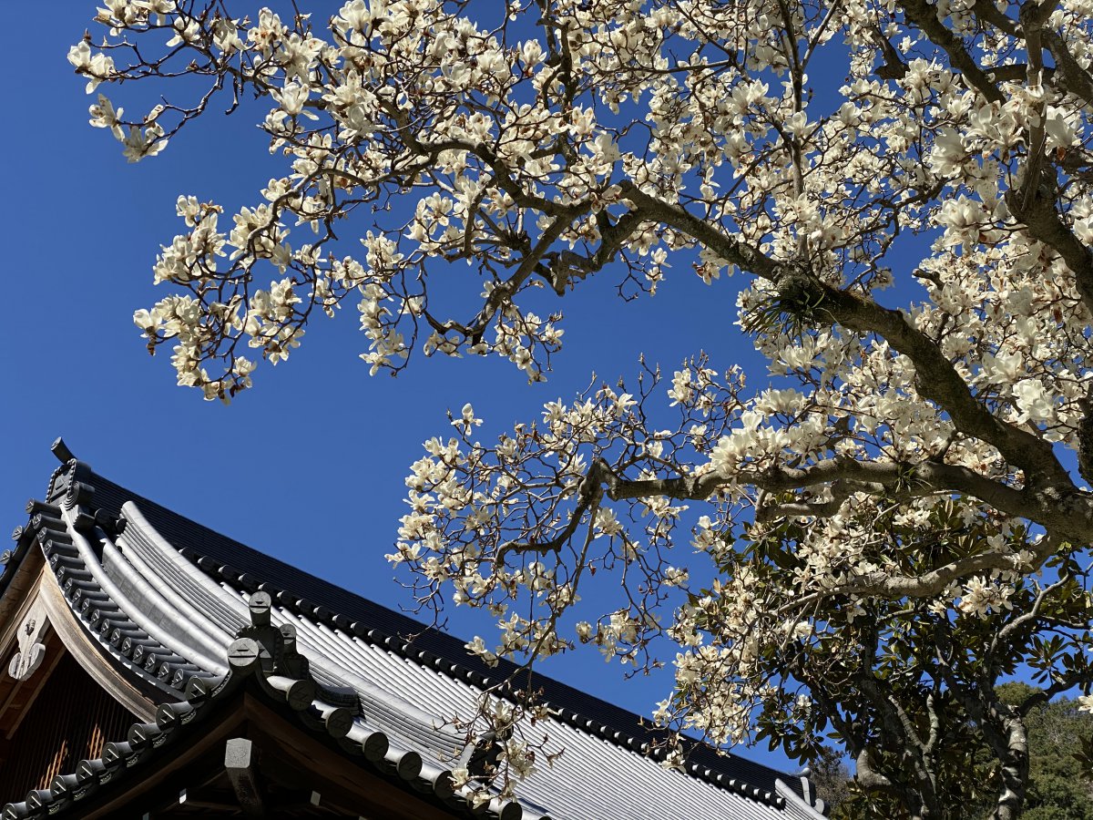 Sakura shrine