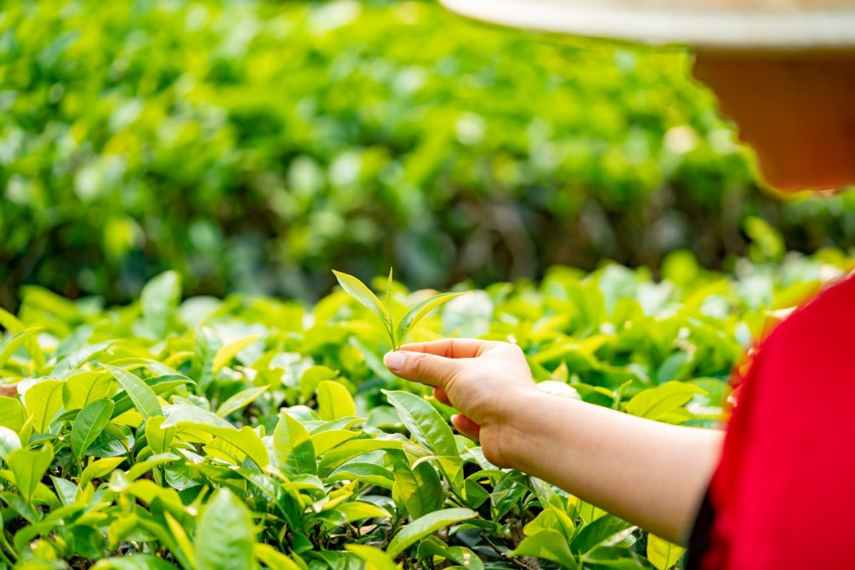 Cueillette des feuilles de thé
