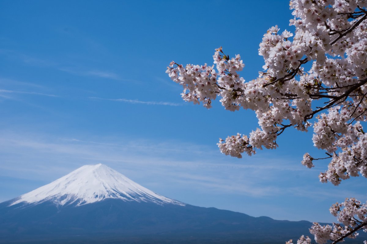 Fuji with Sakura