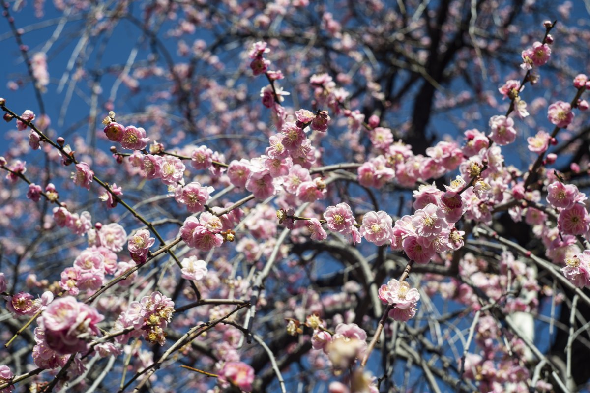 Furoen Plum Blossom