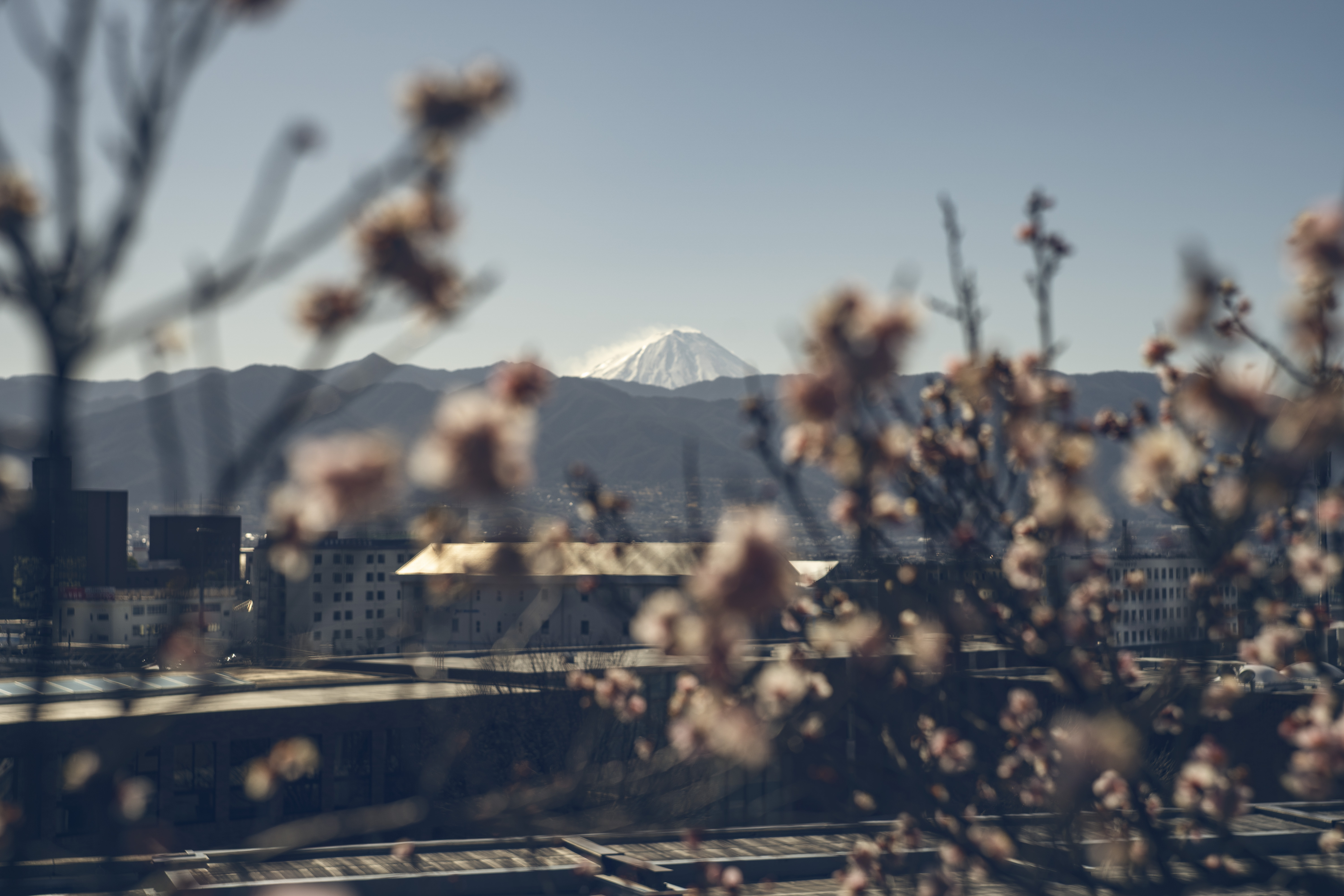 Furoen Plum Blossom Mount Fuji