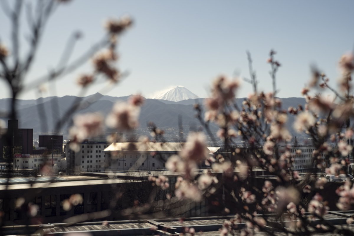 Furoen Plum Blossom Mount Fuji