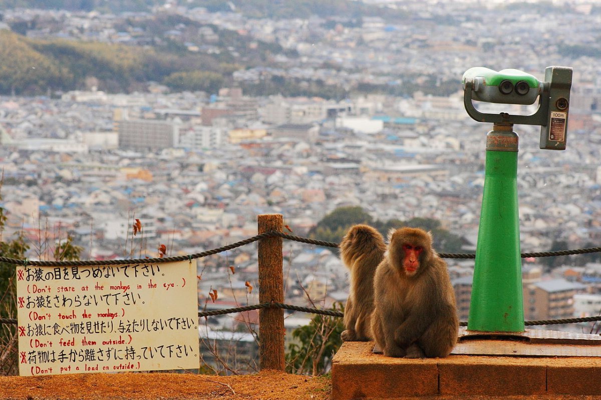 Arashiyama Monkey Park, Monkey Park Iwatayama, Kyoto, Family Friendly Itinerary in Japan, Kids Activity