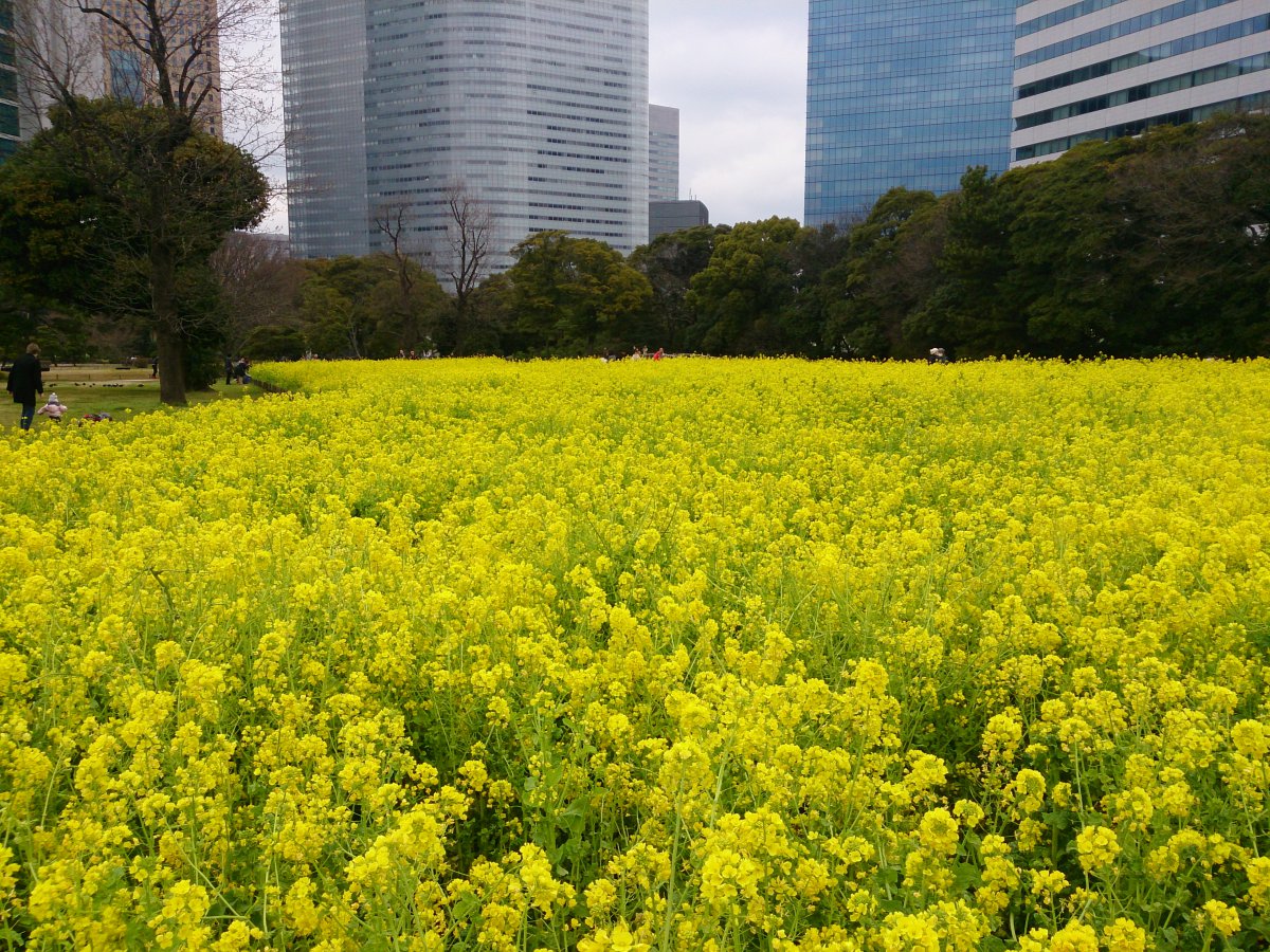 Hamarikyu garden