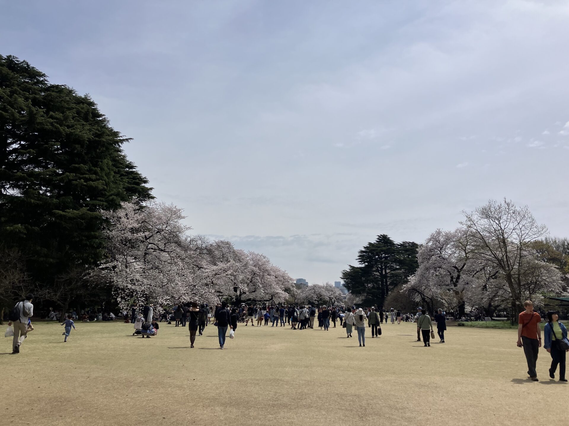 shinjuku gyoen sakura season