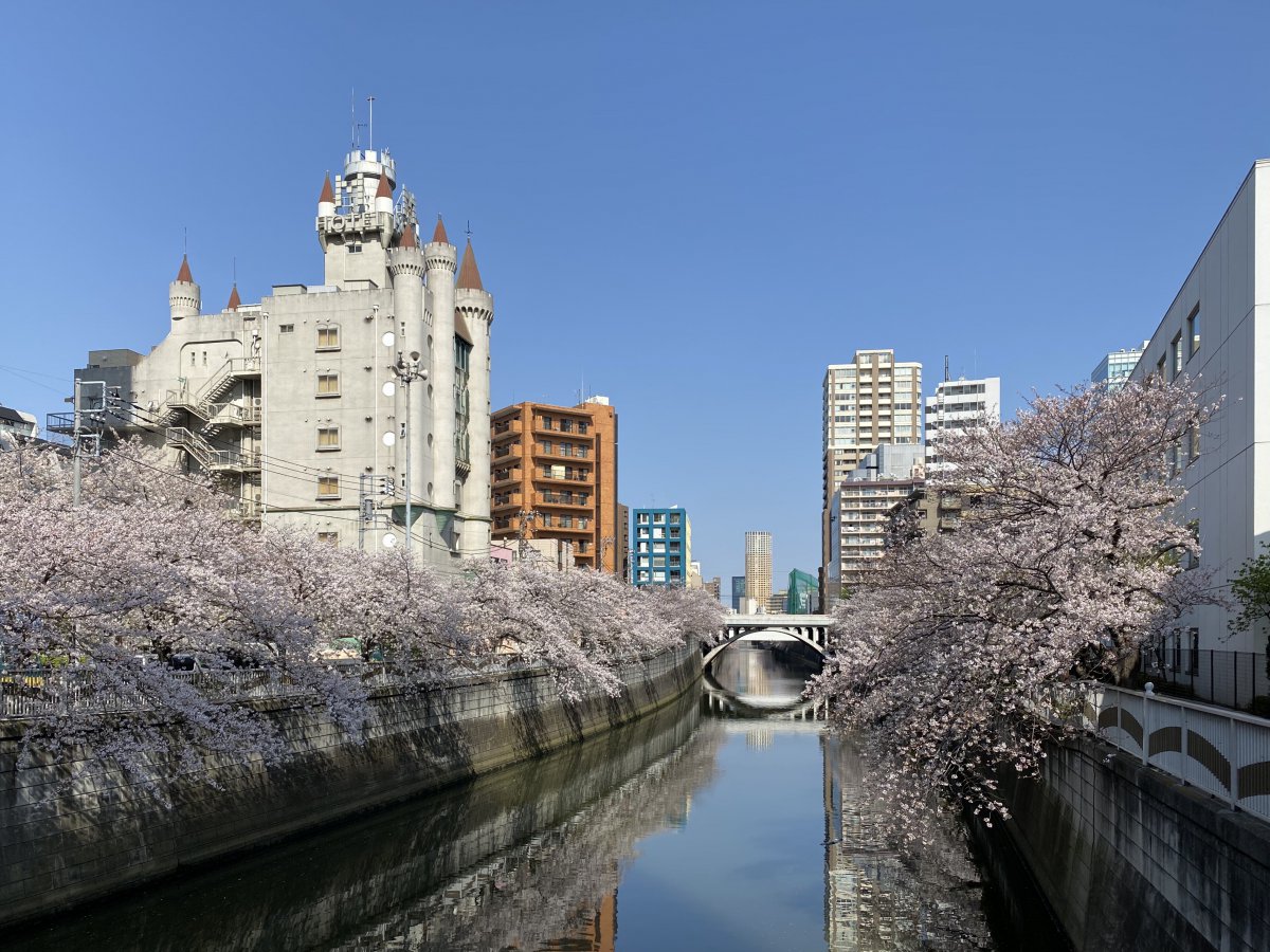 Meguro river sakura