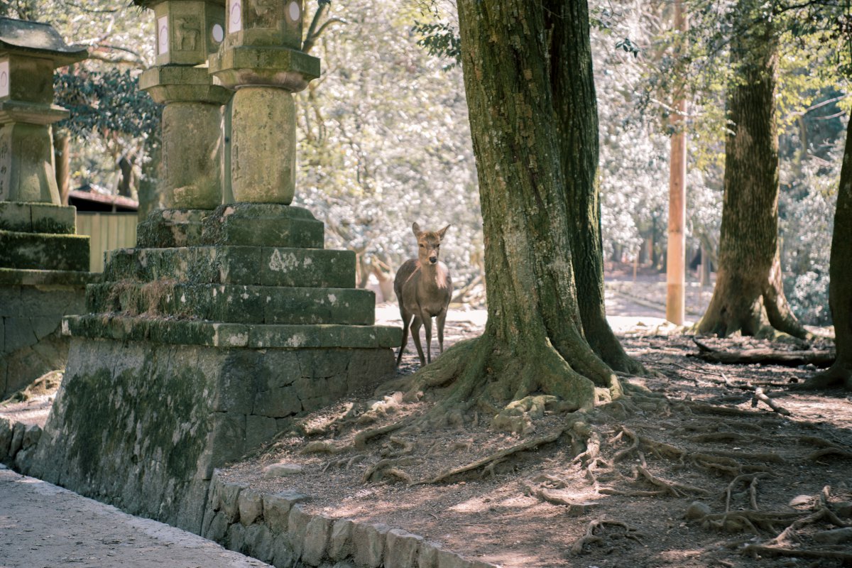 Nara park deer