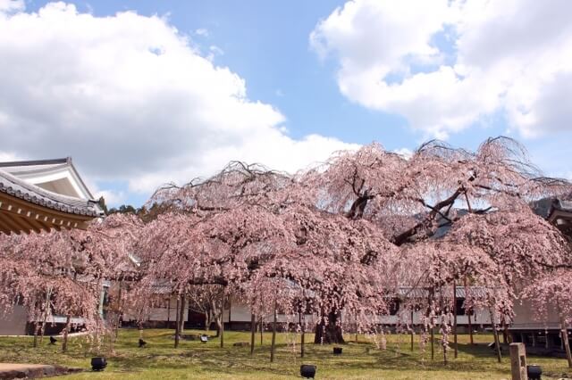 Places to visit near Fushimi Inari