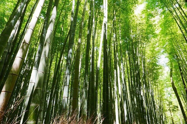 arashiyama tourist spots
