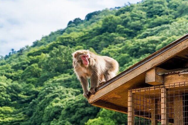 arashiyama tourist spots