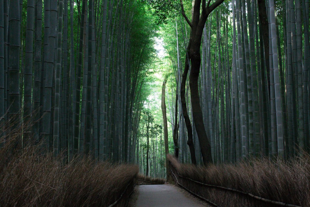 Bamboo Grove,  Bamboo Forest, Arashiyama, Kyoto, Family Friendly Destination