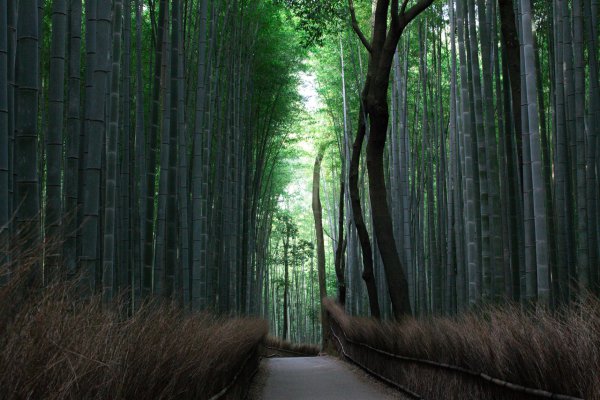 Bamboo grove in Arashiyama area, Kyoto