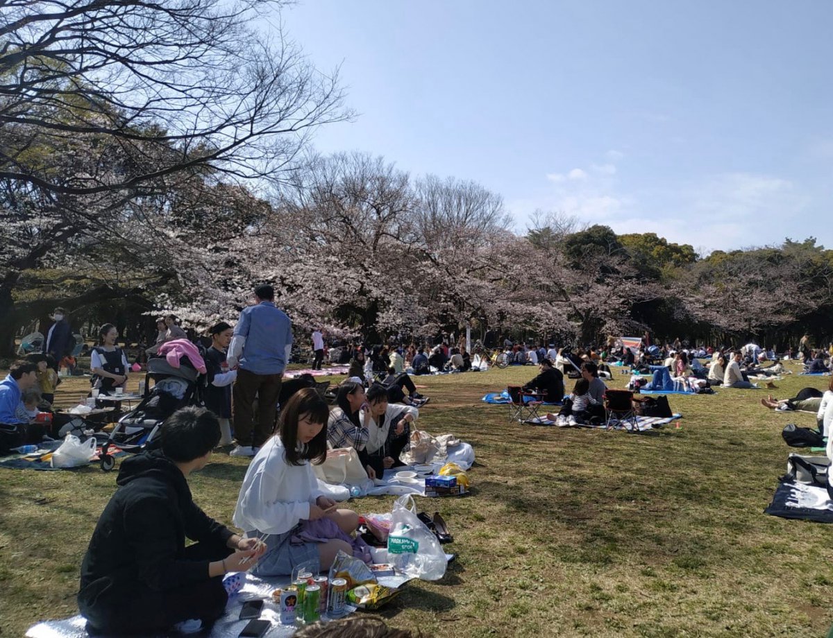 hanami Yoyogi park