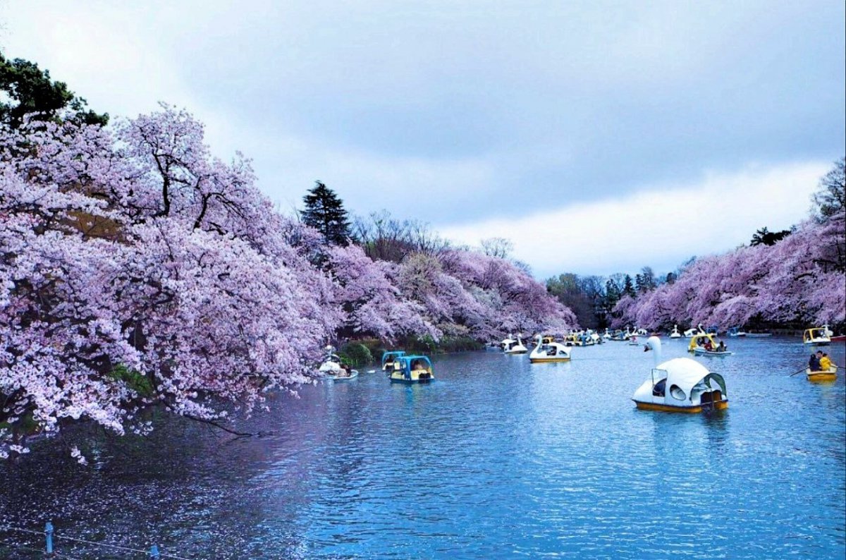 Inokashira Park Kichijoji