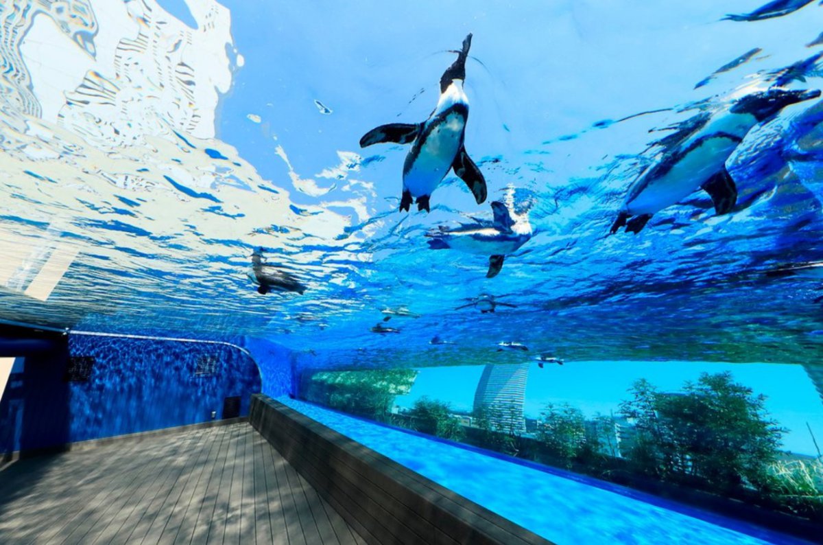 Penguin aquarium
