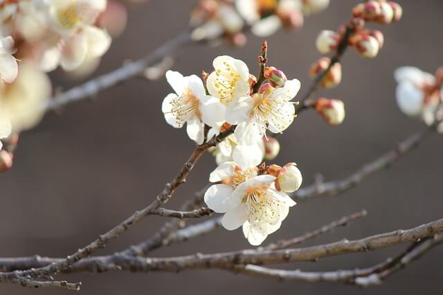 japan tourism fukushima