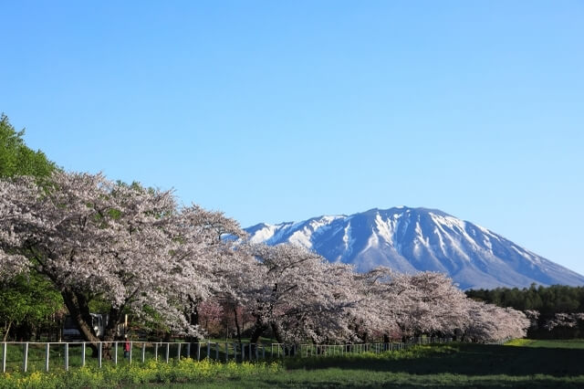 Koiwai Farm Iwate