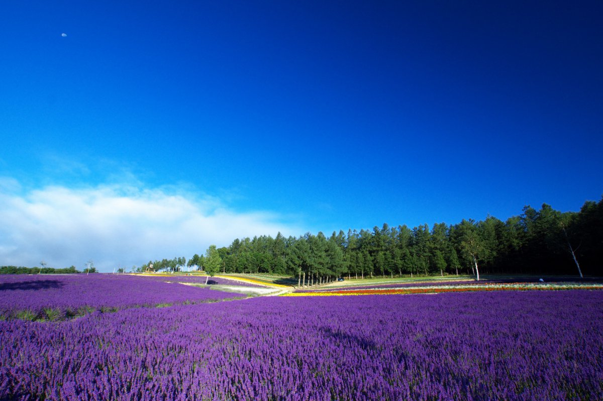 Lavender fields Hokkaido