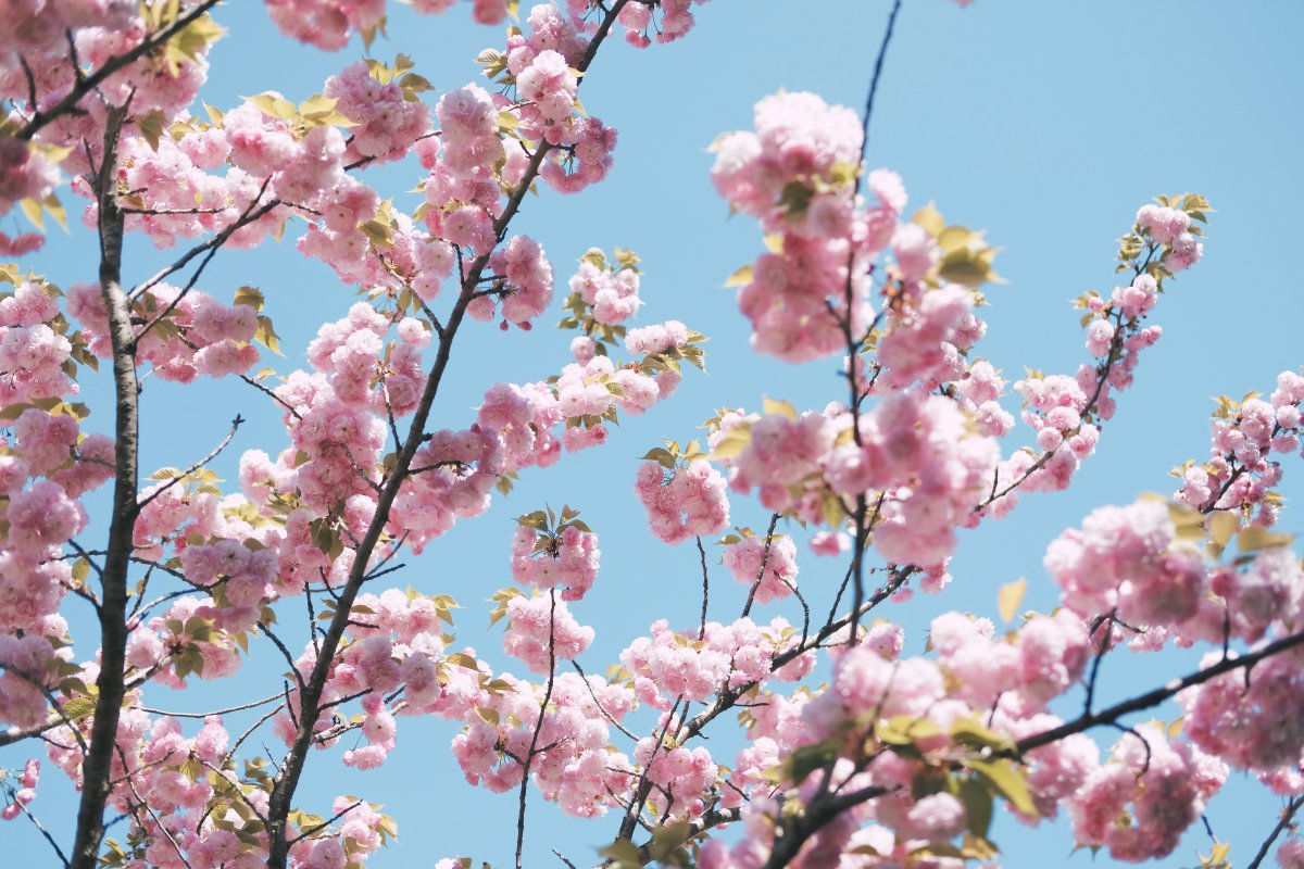 Sakura cherry blossom