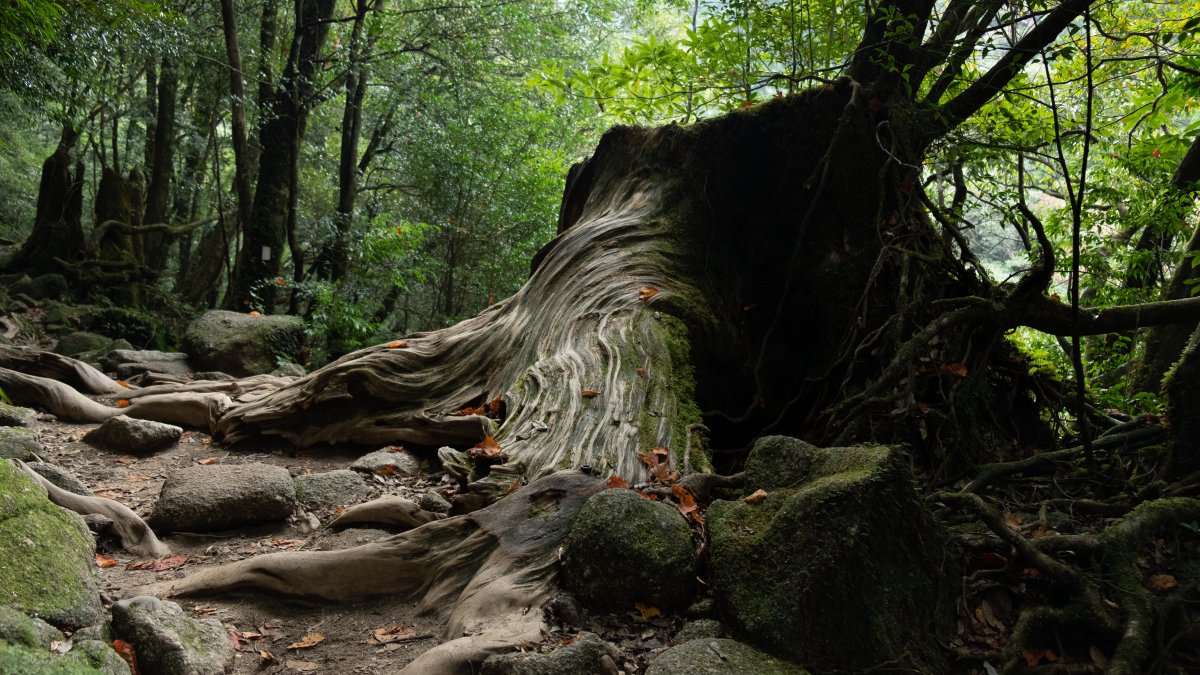 yakushima kagoshima