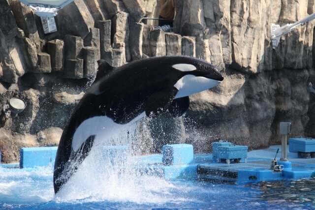 Nagoya aquarium