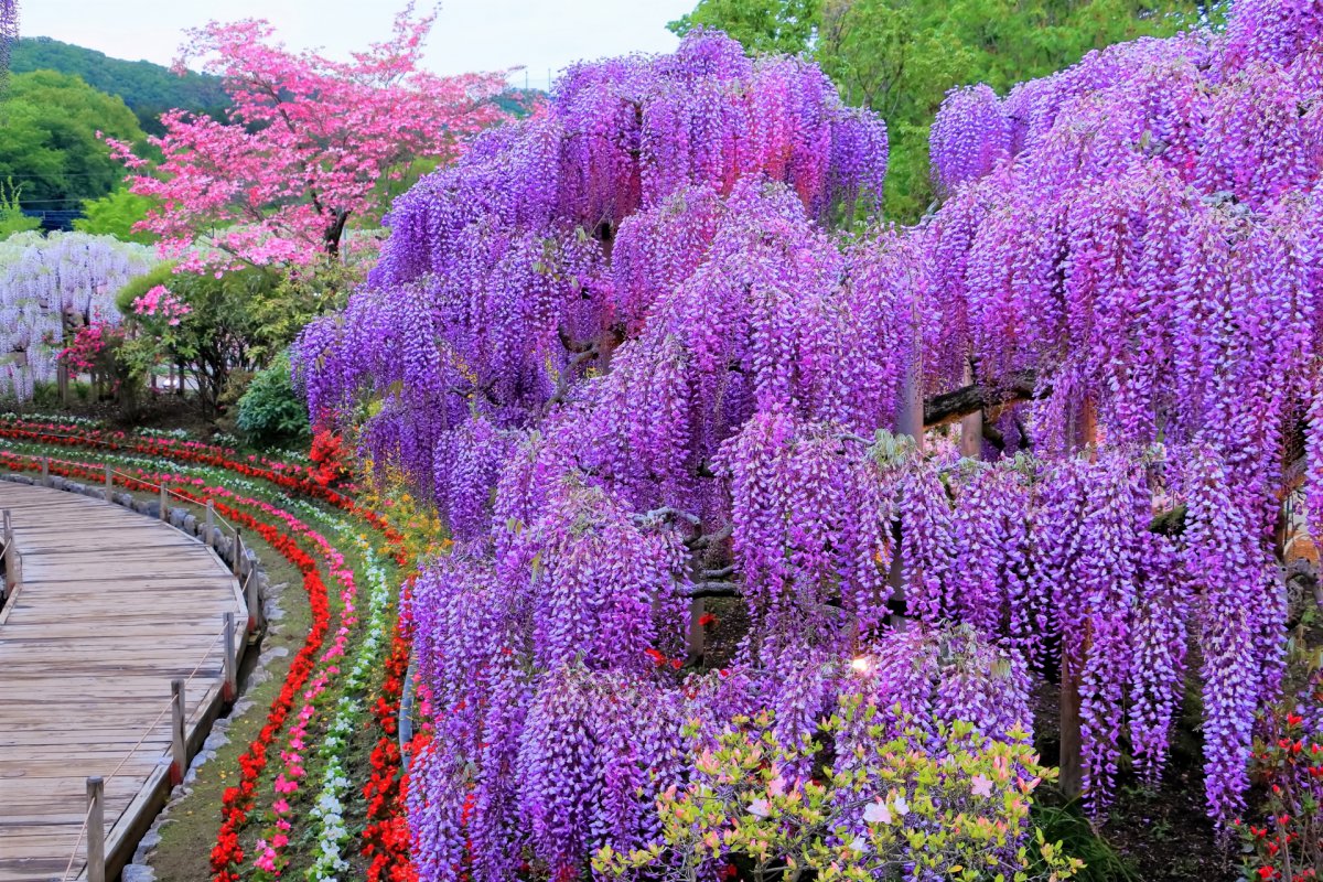 Ashikaga Flower Park tochigi