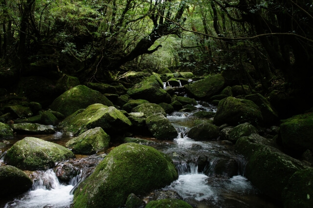 Yakushima hiking trails