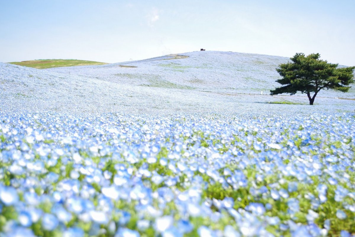 Hitachi seaside park