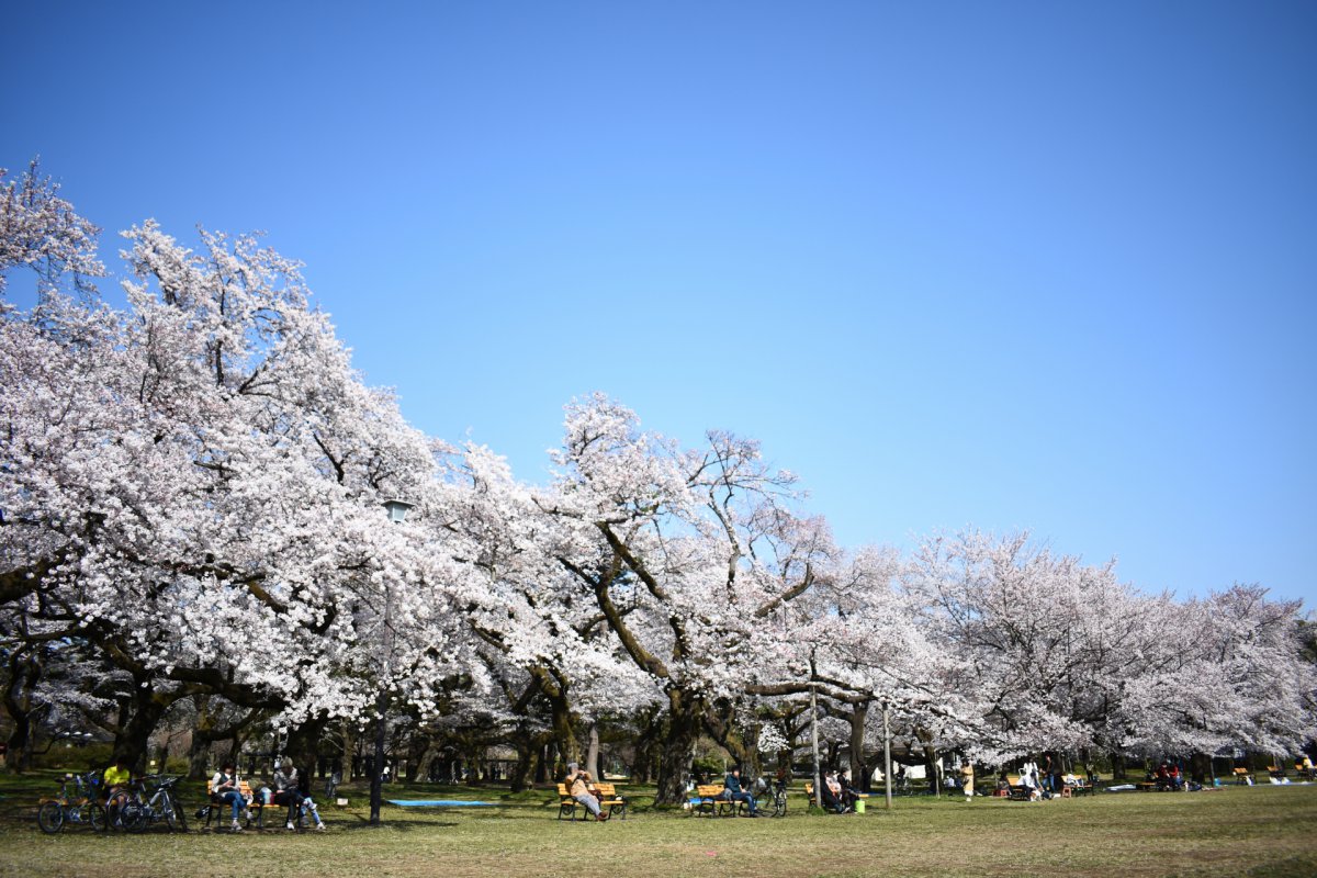 Koganei Park