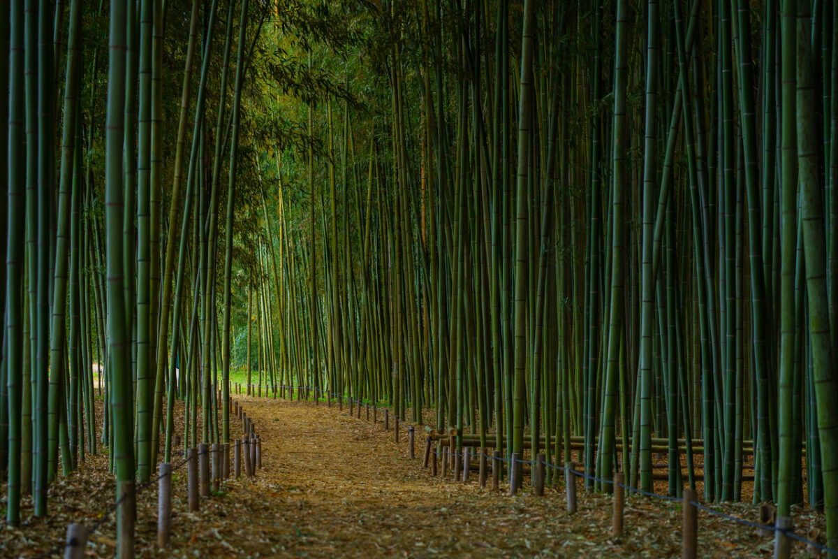 bamboo grove kiso river gifu