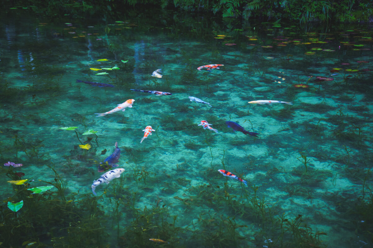 Monet's Pond Gifu 