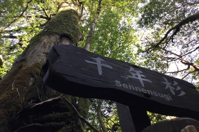 Best Yakushima Hiking Trails