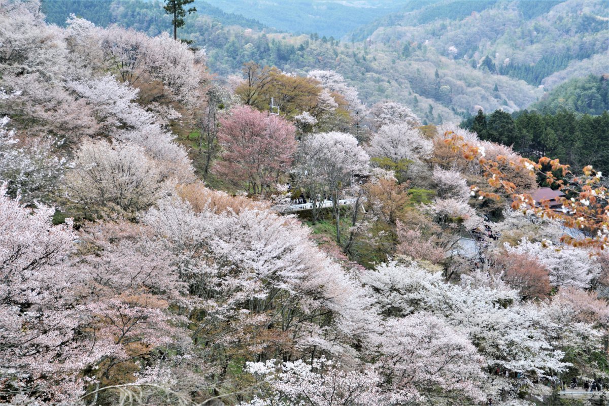 tourist attraction in nara japan