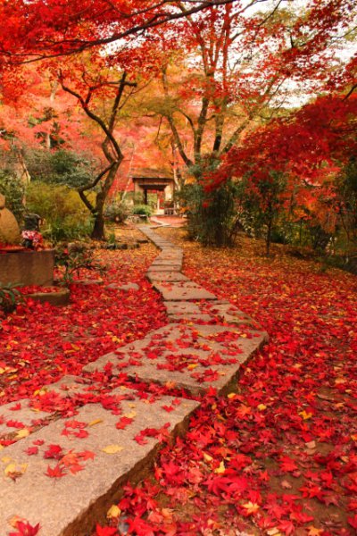 The best photo spots in Kyoto! | Japan Wonder Travel Blog