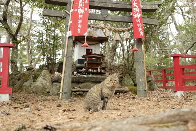 cat shrine