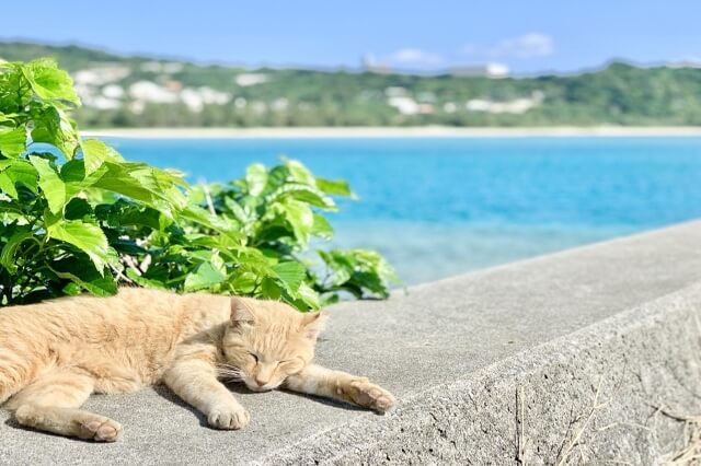 cat island