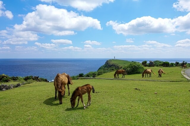 10 Must-Visit Animal Islands that Will Surprise You in Japan | Japan