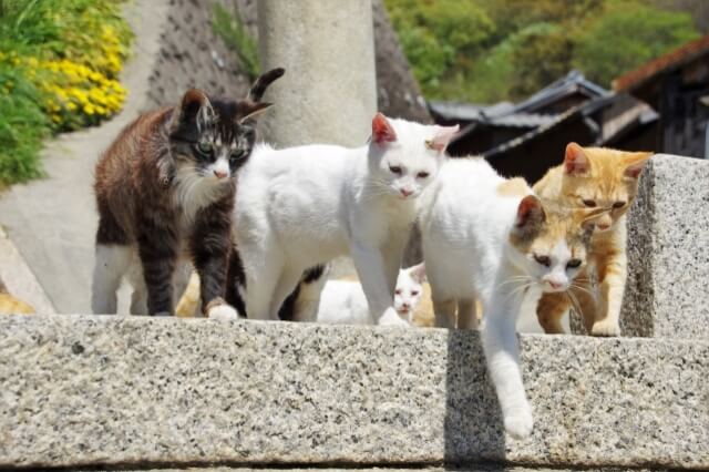 10 Must-Visit Animal Islands that Will Surprise You in Japan | Japan Wonder  Travel Blog