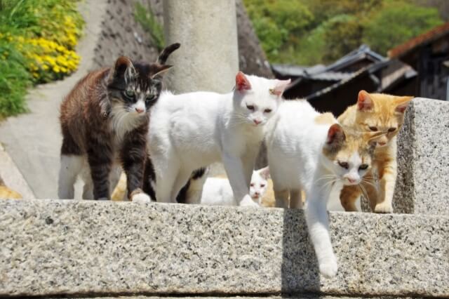 Japan's best islands to visit, from Okinawa to cat sanctuary Aoshima