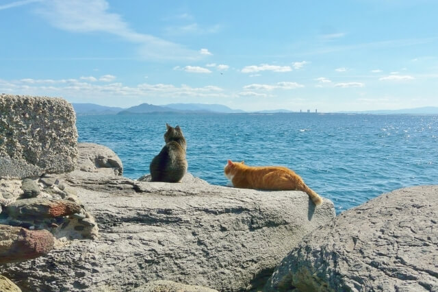 cat island