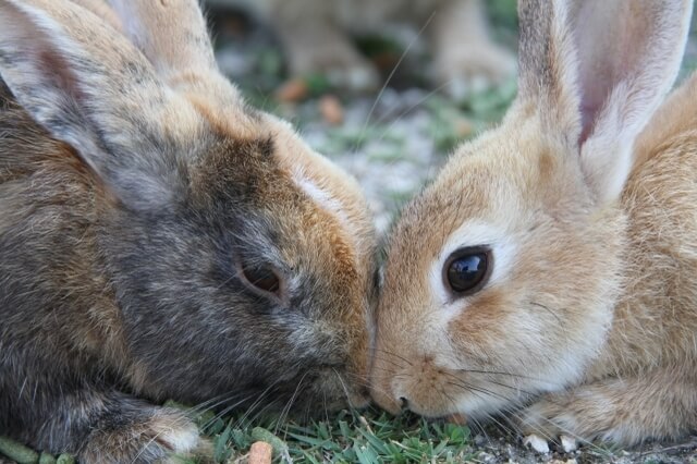 10 Must-Visit Animal Islands that Will Surprise You in Japan | Japan