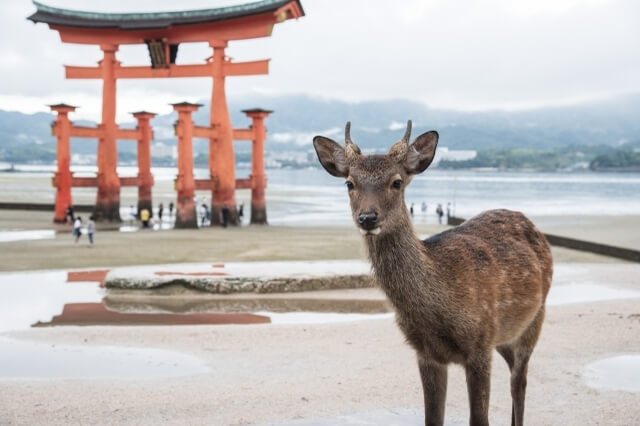 deer island Miyajima