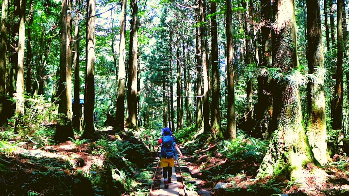 Yakushima hiking